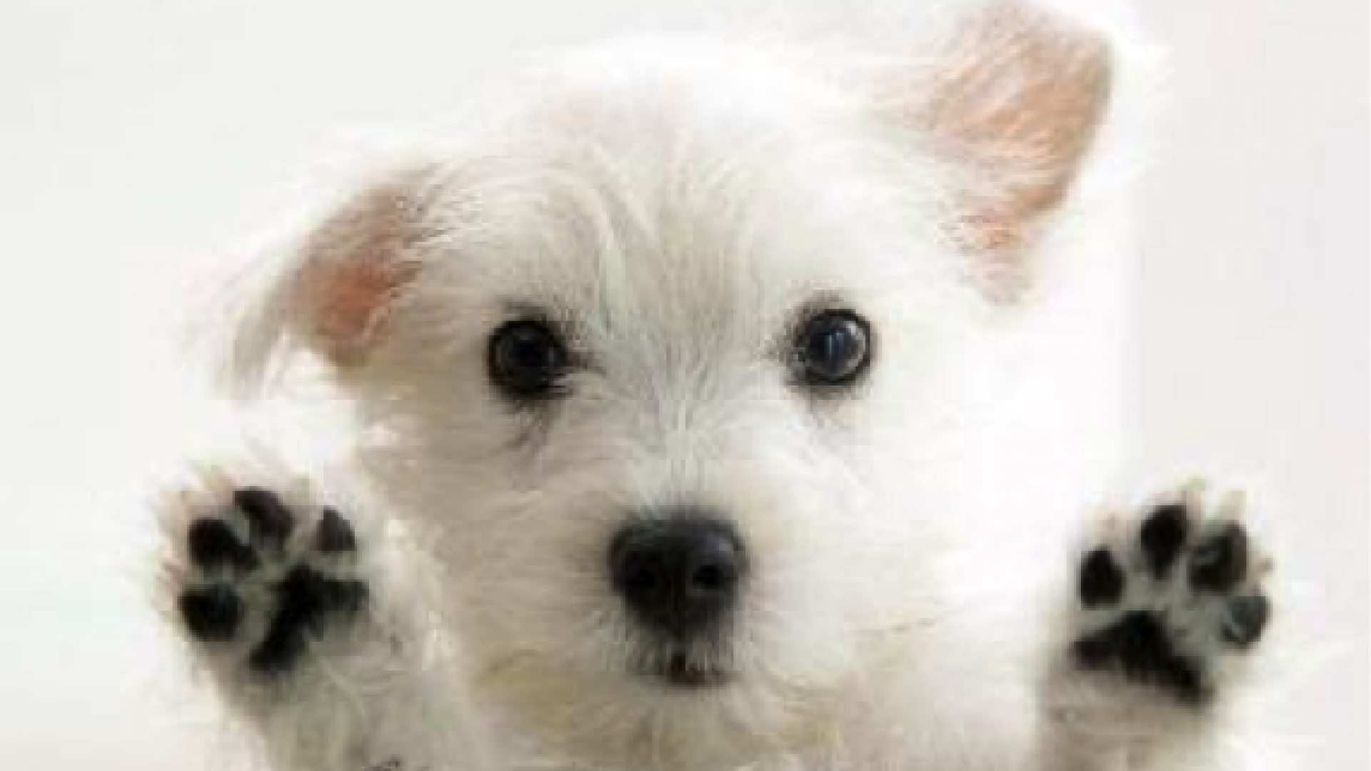 Veterinaria