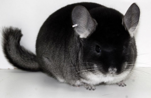 chinchilla